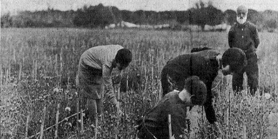 Un cultivador de clavells català